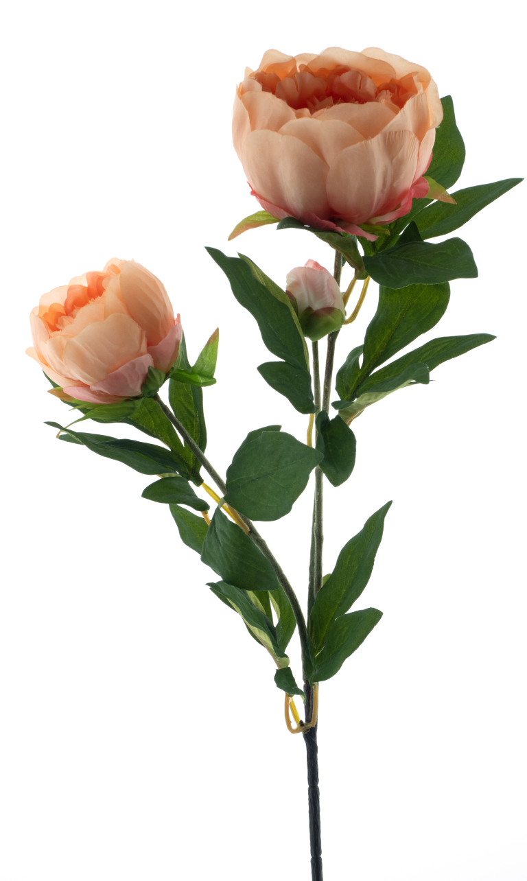 https://cdn.warentuin.nl/media/catalog/product/S/C/SCAN8505496922055_best_paeony_spray_chiba_peach_65cm_d213.png