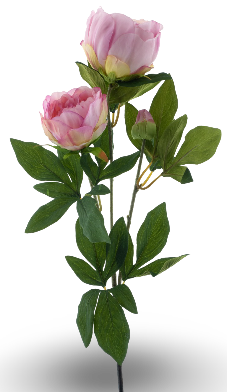 https://cdn.warentuin.nl/media/catalog/product/S/C/SCAN8505496922079_01_d7b1.png
