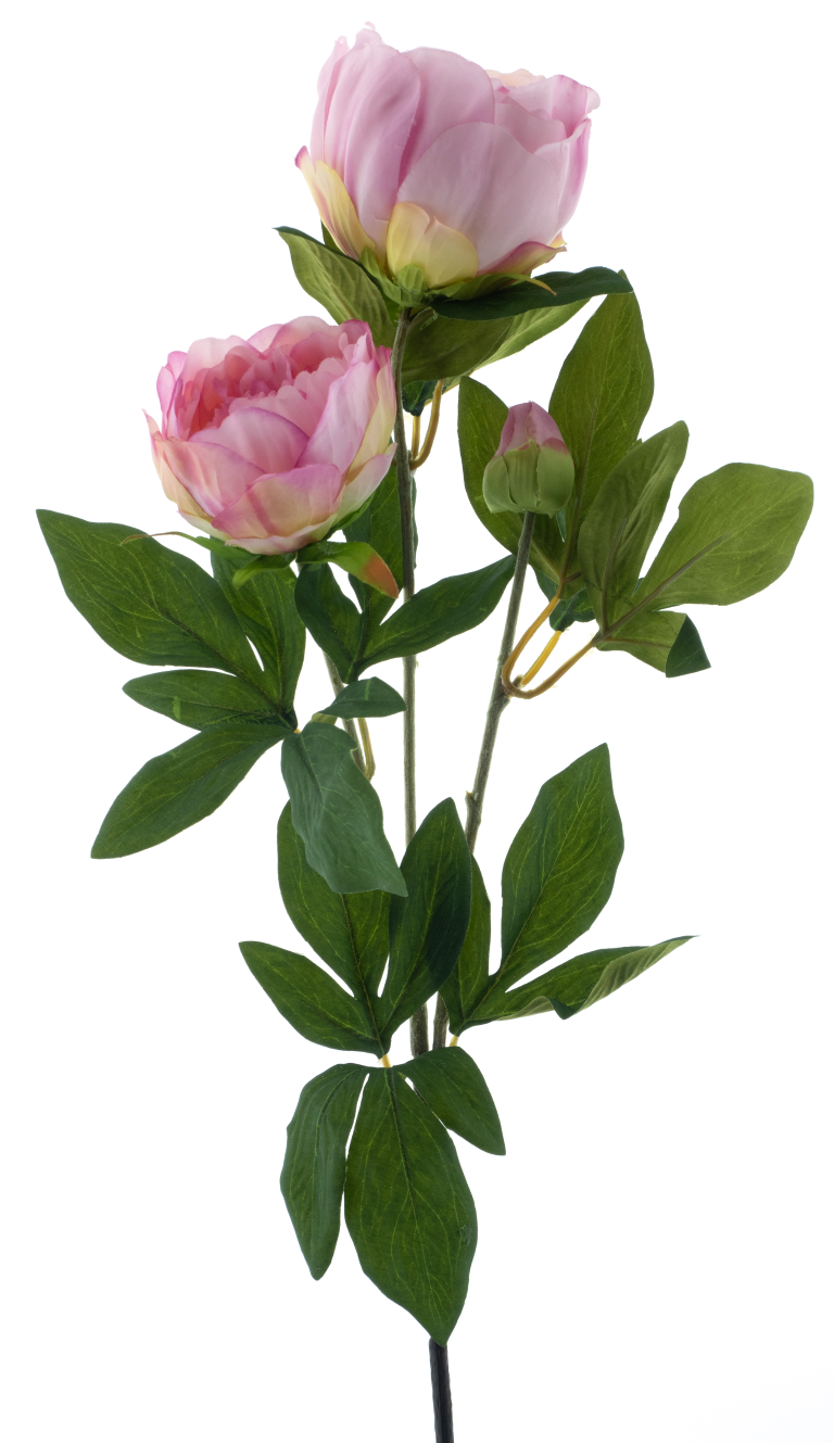 https://cdn.warentuin.nl/media/catalog/product/S/C/SCAN8505496922079_best_paeony_spray_chiba_pink_65cm_9ea5.png