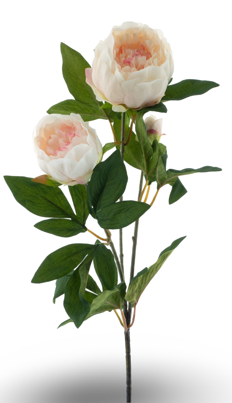 https://cdn.warentuin.nl/media/catalog/product/S/C/SCAN8505496922086_01_3d91.png