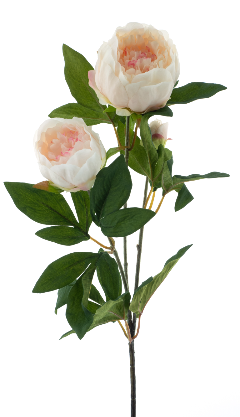 https://cdn.warentuin.nl/media/catalog/product/S/C/SCAN8505496922086_best_paeony_spray_chiba_lt_pink_65cm_689d.png