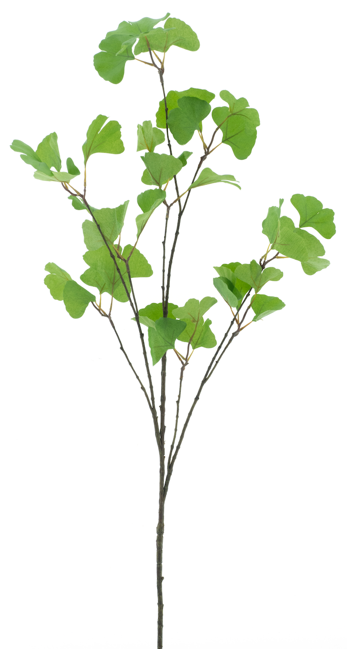 https://cdn.warentuin.nl/media/catalog/product/S/C/SCAN8505496924011_nova_nature_kunstbloemen_gingko_branche_green_1_50f1.png