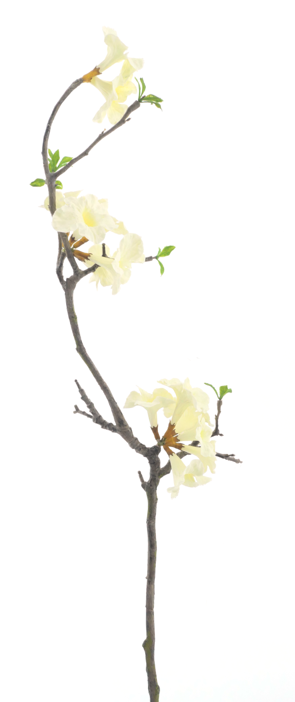 https://cdn.warentuin.nl/media/catalog/product/S/C/SCAN8505496958009_weigelia_flower_branch_cream_110cm_10ac.png