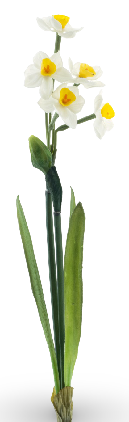 https://cdn.warentuin.nl/media/catalog/product/S/C/SCAN8505496960002_01_a6b3.png