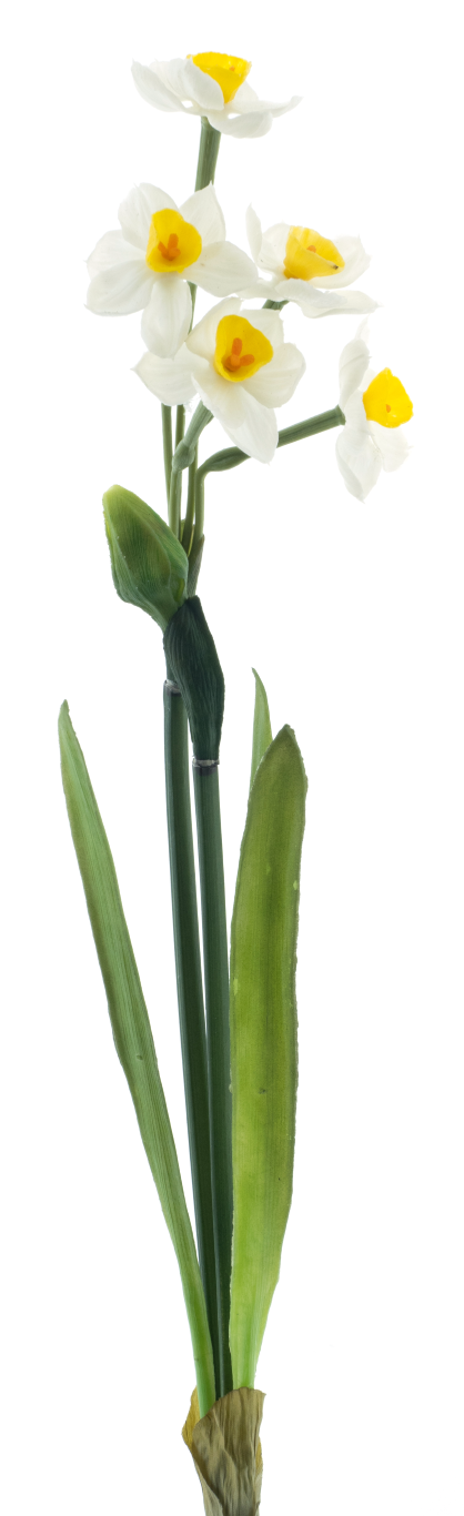 https://cdn.warentuin.nl/media/catalog/product/S/C/SCAN8505496960002_narcissus_crailo_spray_cream_yellow_50cm_5102.png