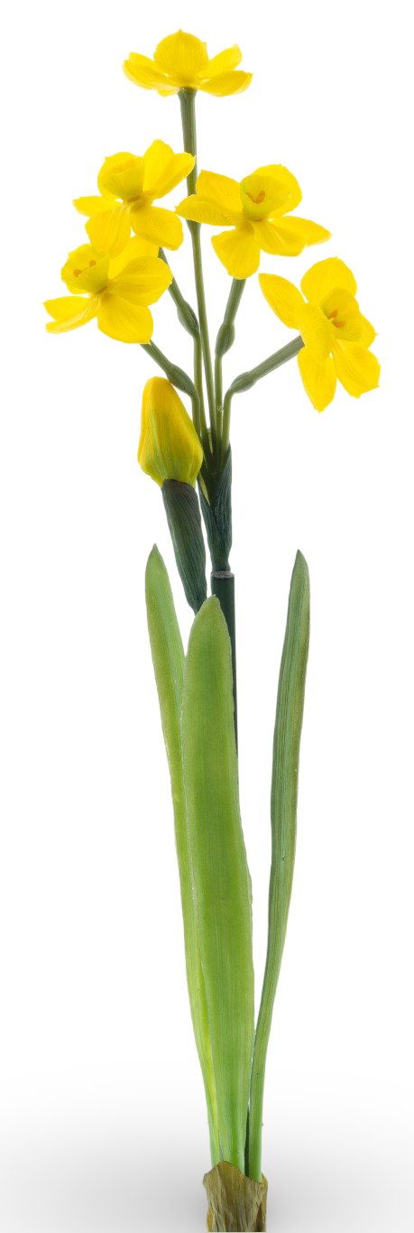 https://cdn.warentuin.nl/media/catalog/product/S/C/SCAN8505496960026_01_5c7d.png