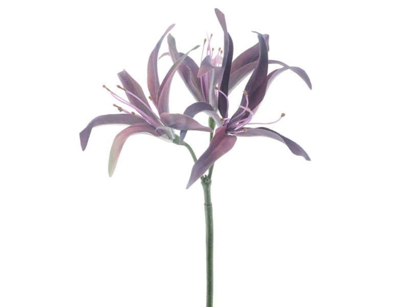 Kunstbloem hoya lily purple, 79 cm - Hortus