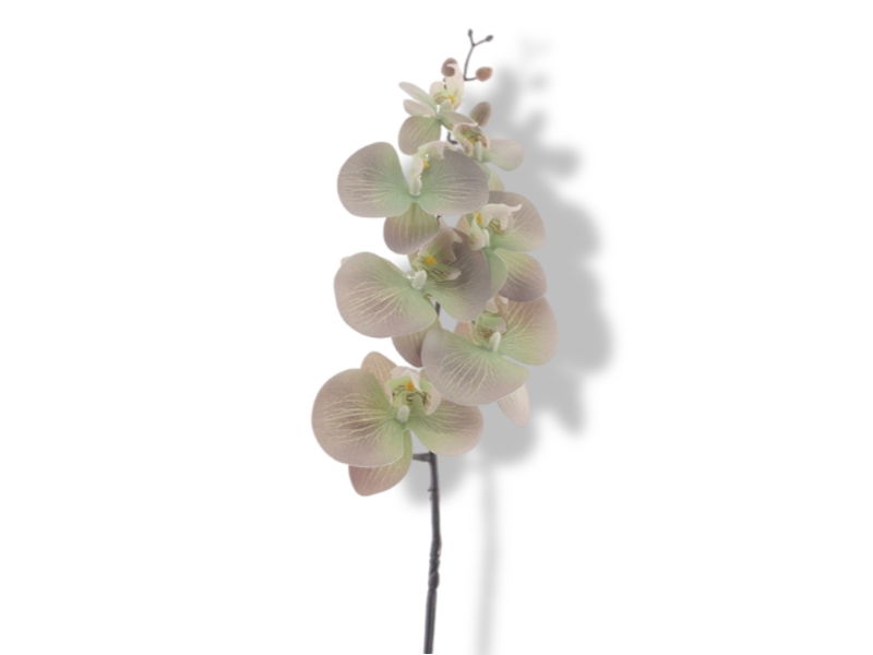 https://cdn.warentuin.nl/media/catalog/product/S/C/SCAN8505497455019_01_hortus_kunstbloem_kunstbloem_phalaenopsis_green_07fd.jpg