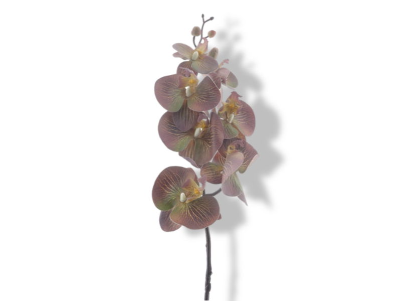 https://cdn.warentuin.nl/media/catalog/product/S/C/SCAN8505497455088_01_hortus_kunstbloem_kunstbloem_phalaenopsis_brown_af6f.jpg