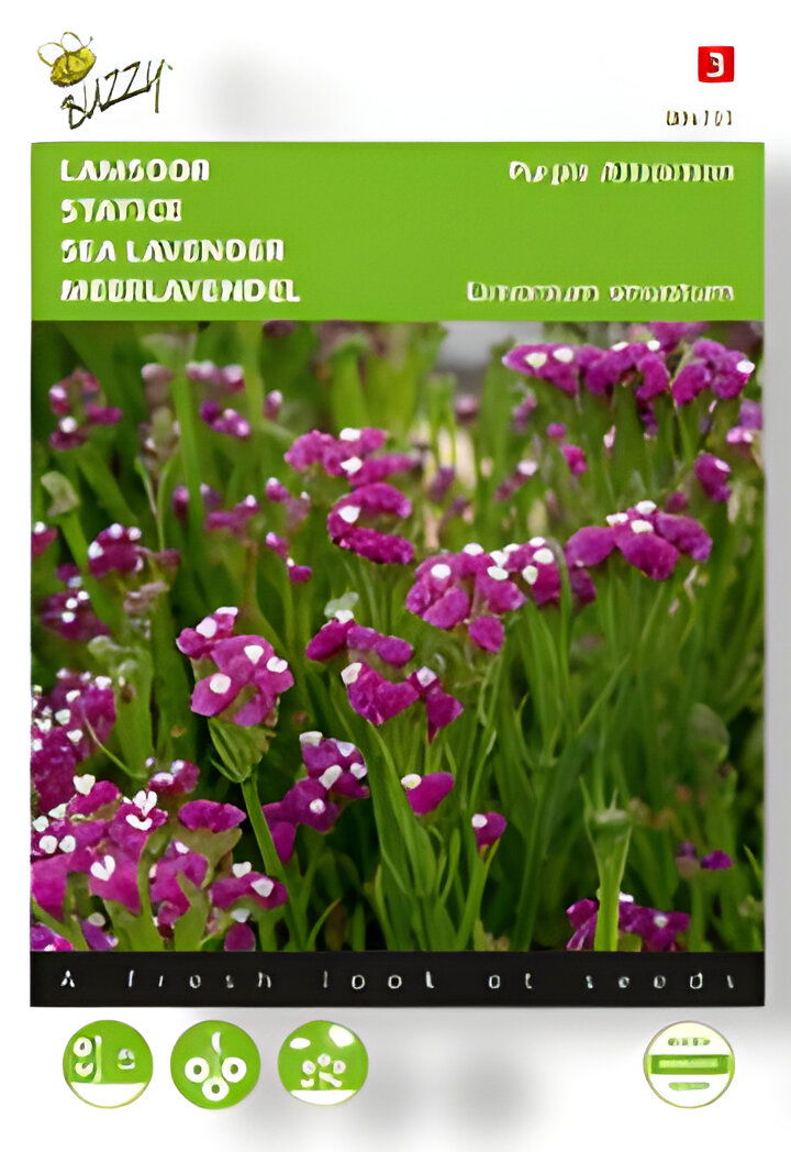 https://cdn.warentuin.nl/media/catalog/product/S/C/SCAN8711117047315_01_buzzy_zaden_limonium_lamsoor_purple_attracti_3970.jpg