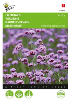 https://cdn.warentuin.nl/media/catalog/product/S/C/SCAN8711117048398_zaden_verbena_ijzerhard_vanity_25_zaden_buzzy_seeds_7cc1.jpg