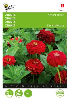 https://cdn.warentuin.nl/media/catalog/product/S/C/SCAN8711117048619_zaden_zinnia_scarlet_flame_1_gram_buzzy_seeds_7cb2.jpg
