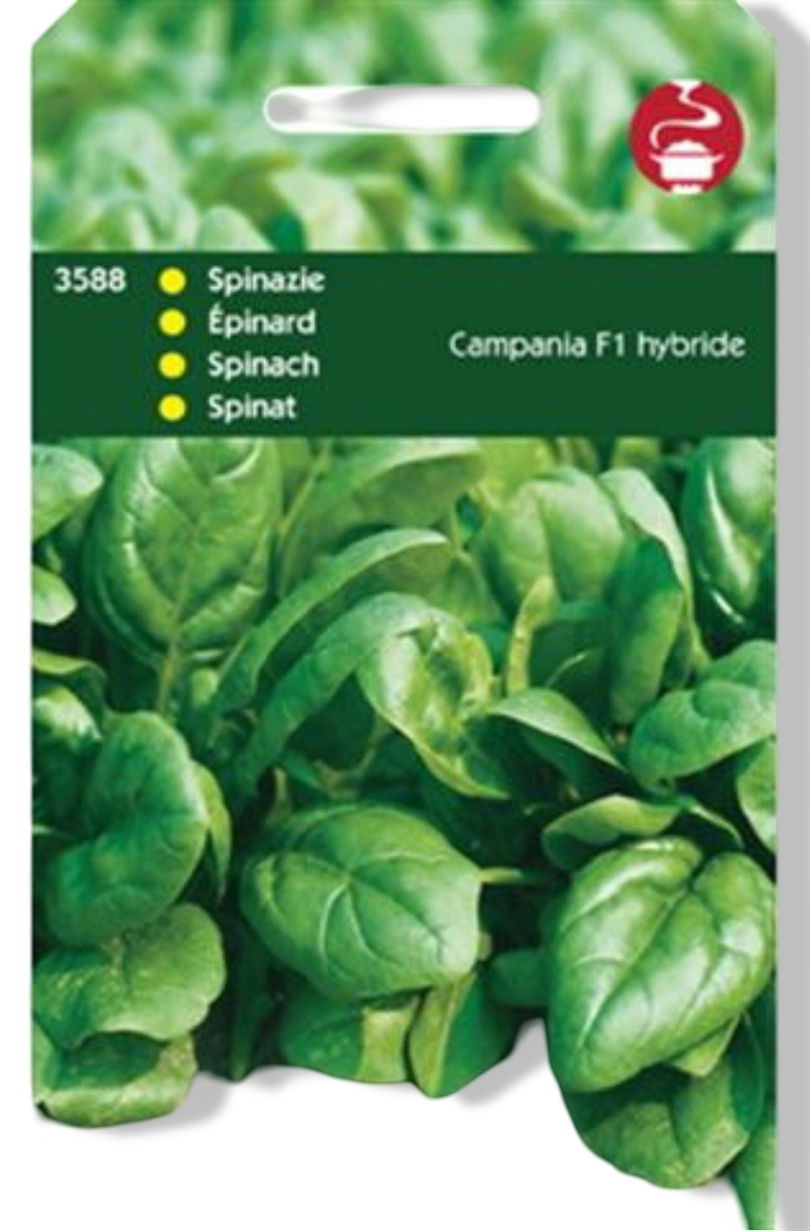 https://cdn.warentuin.nl/media/catalog/product/S/C/SCAN8711117358800_01_tuinplus_zaden_spinazie_campania_f1_50g_tuin_1a2d.jpg