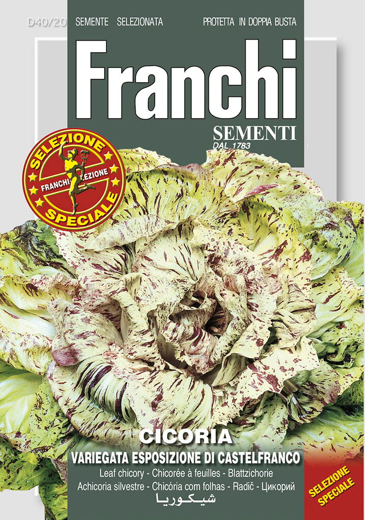 https://cdn.warentuin.nl/media/catalog/product/S/C/SCAN8711117805939_franchi_sementi_tuinzaden_zaden_cichorei_cicoria_var_esp_cast_a34a.jpeg
