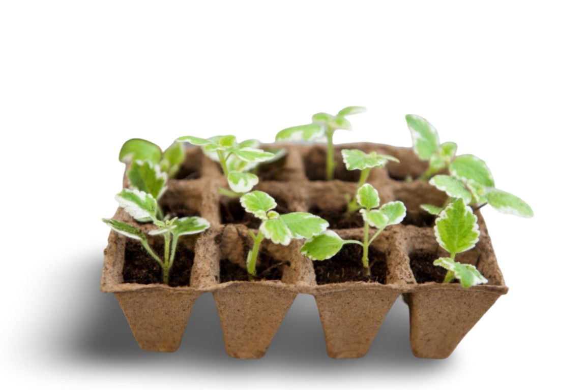 https://cdn.warentuin.nl/media/catalog/product/S/C/SCAN8711338201213_01_turfpottrays_h5x4x4cm_set_a_6_trays_van_12_stuks_nature_541a.jpg