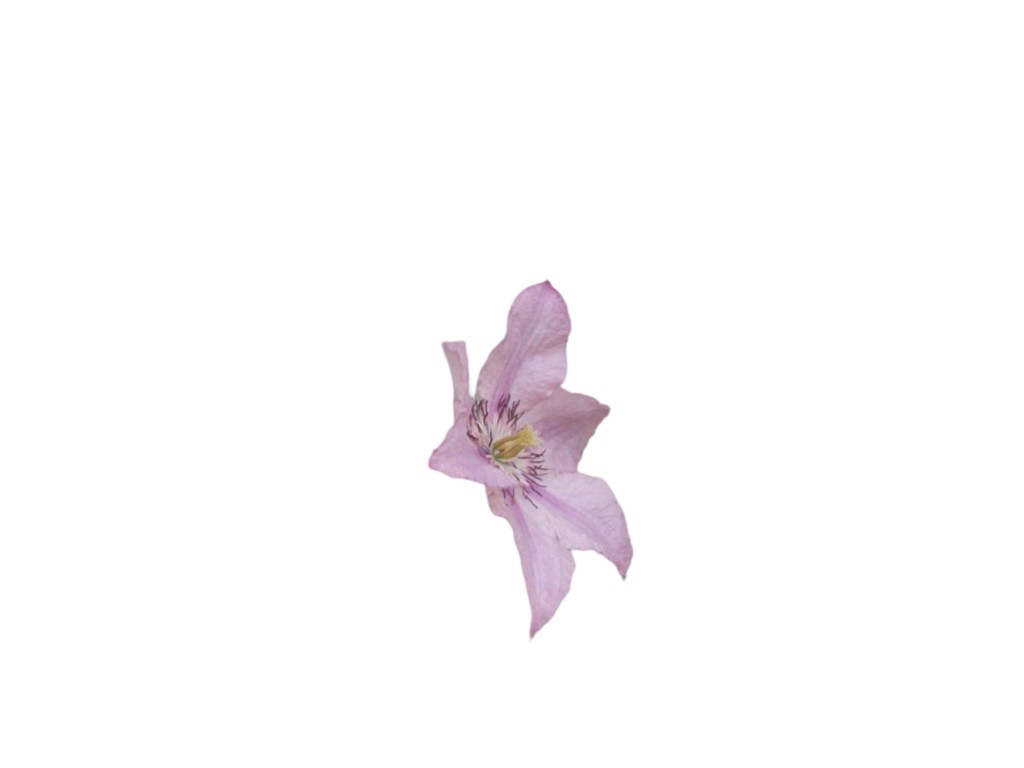 https://cdn.warentuin.nl/media/catalog/product/S/C/SCAN8711338404201_clematis_klammern_grun_satz_a_12_stuck_nature_c17b.jpg