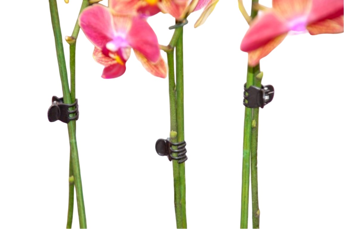 Orchidee Clips schwarz Satz a 10 Stück