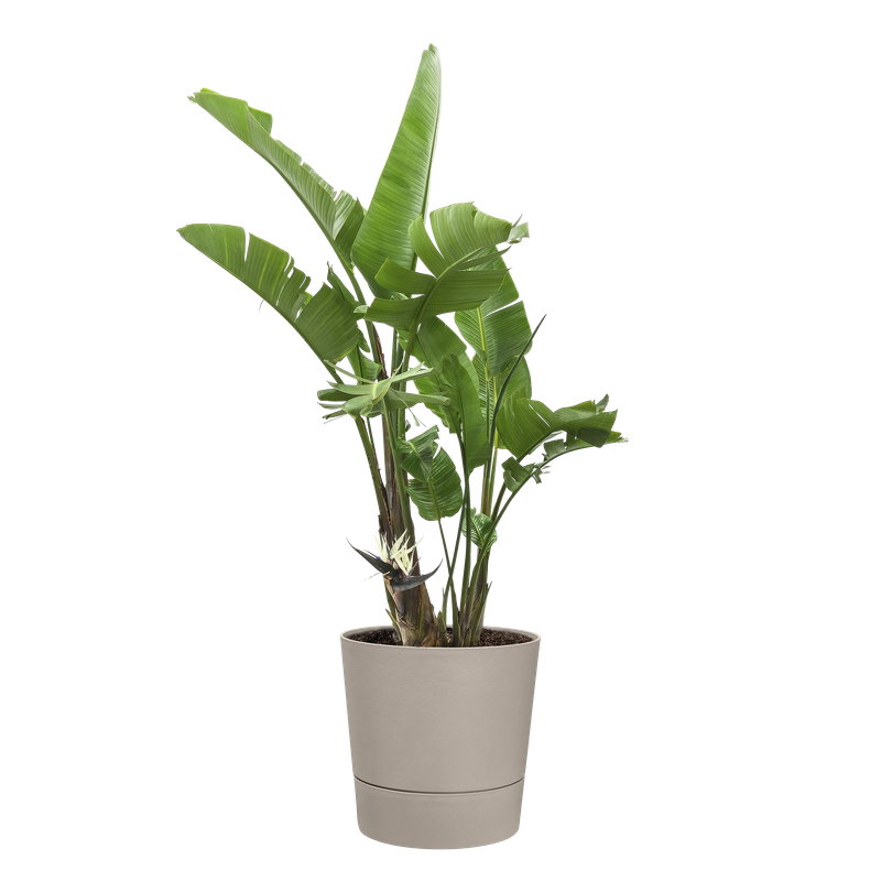 https://cdn.warentuin.nl/media/catalog/product/S/C/SCAN8711904547967_foss_rond_30_cm_paddenstoel_beige_elho_420b.jpg