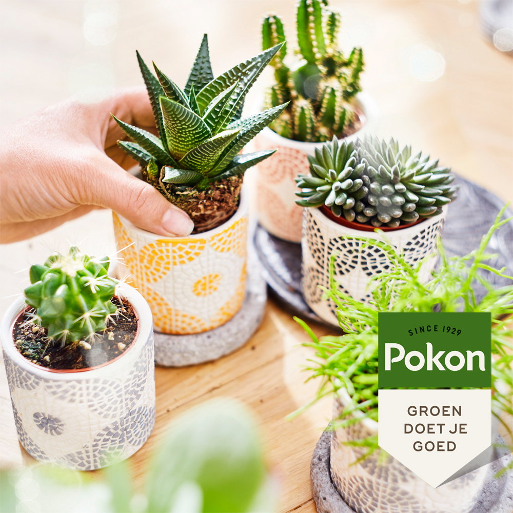 https://cdn.warentuin.nl/media/catalog/product/S/C/SCAN8711969032842_02_pokon_gewasbescherming_bio_cactus_vetplant_voeding_250ml_p_aa2f.jpg