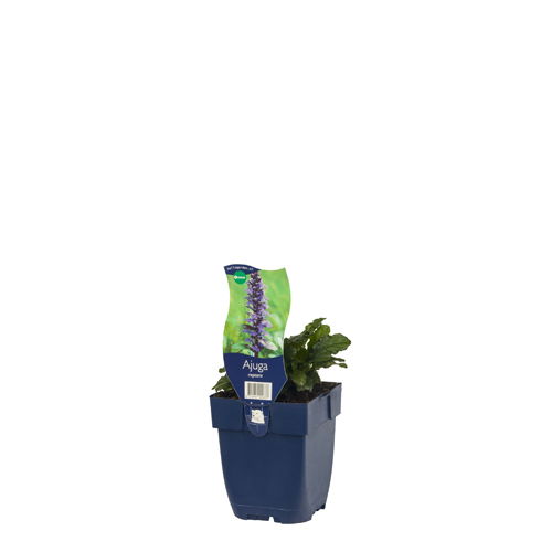https://cdn.warentuin.nl/media/catalog/product/S/C/SCAN8712044002637_01_ajuga_reptans_griffioen_2b38.jpg