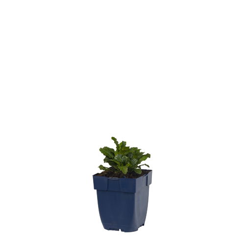https://cdn.warentuin.nl/media/catalog/product/S/C/SCAN8712044002637_ajuga_reptans_griffioen_9335.jpg