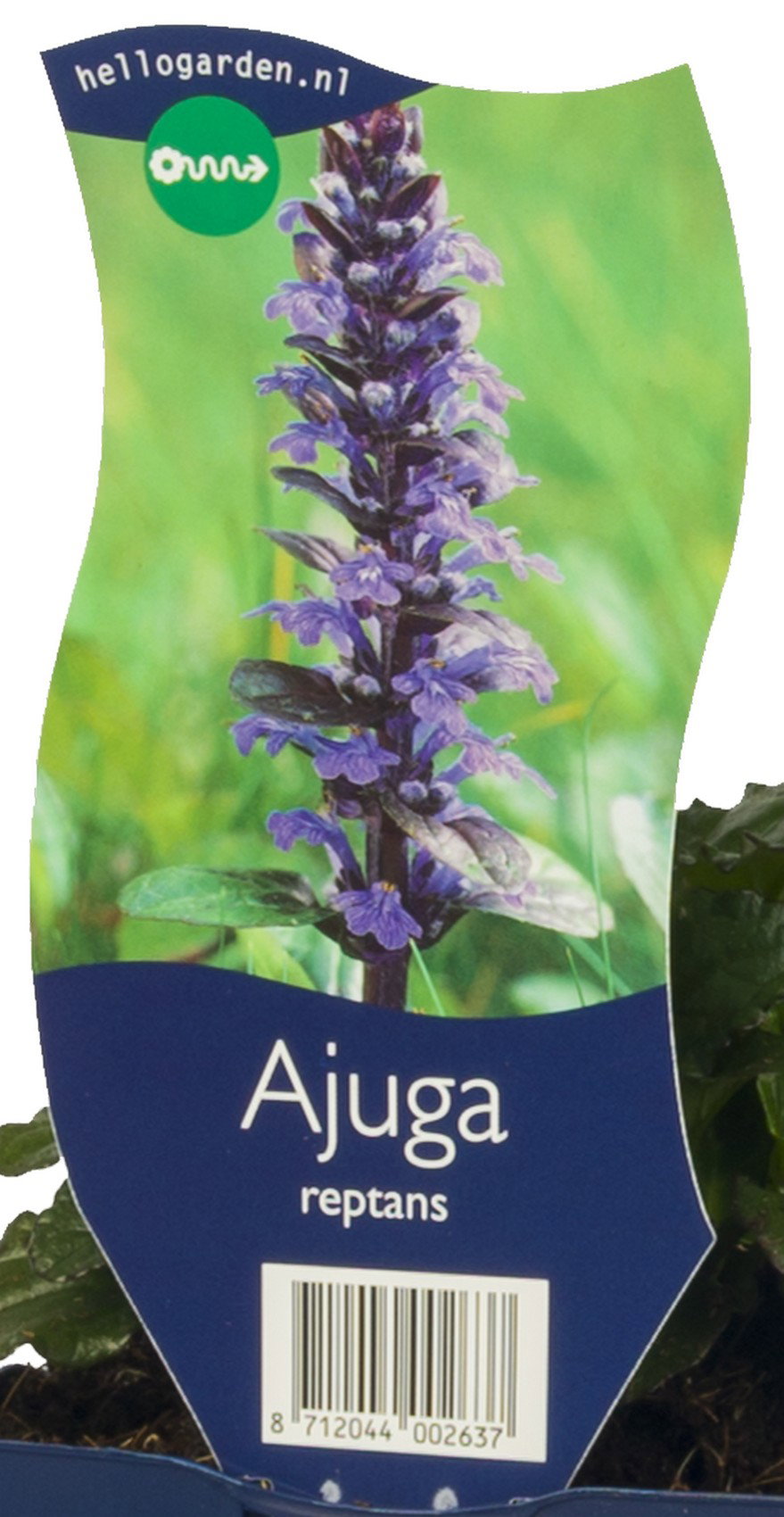 Ajuga reptans vaste plant Griffioen - Griffioen