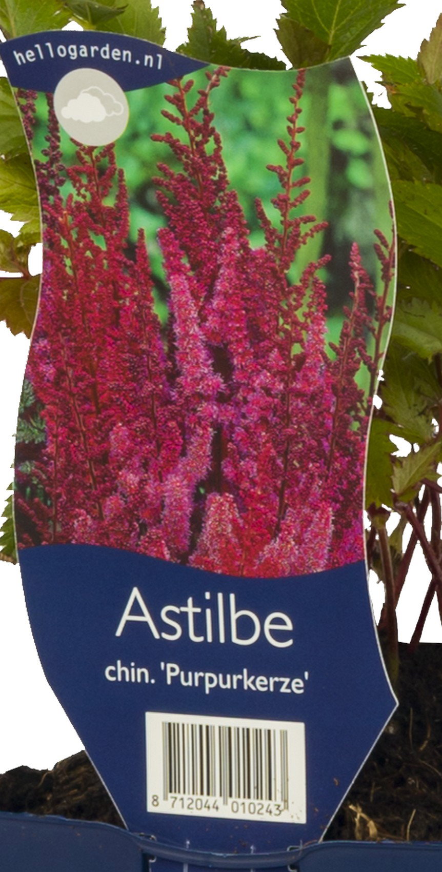 Astilbe chin. Purpurkerze vaste plant Griffioen - Griffioen