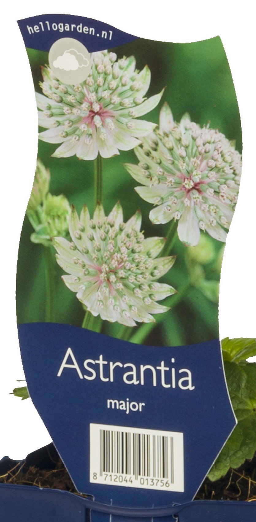 Astrantia major vaste plant Griffioen - Griffioen