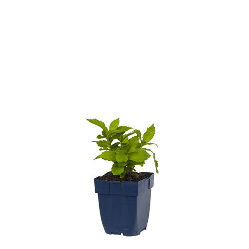 https://cdn.warentuin.nl/media/catalog/product/S/C/SCAN8712044015910_campanula_lact_loddon_anna_griffioen_a3d9.jpg