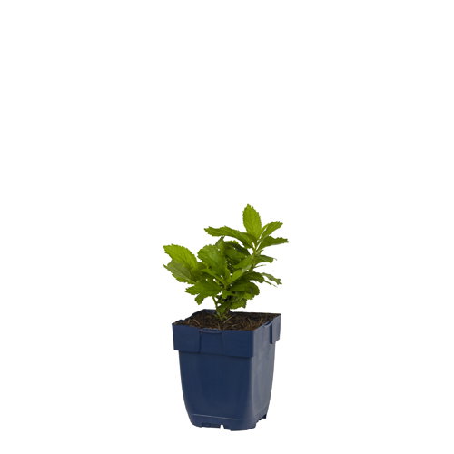 https://cdn.warentuin.nl/media/catalog/product/S/C/SCAN8712044015989_campanula_lact_prichards_variety_griffioen_5d5f.jpg