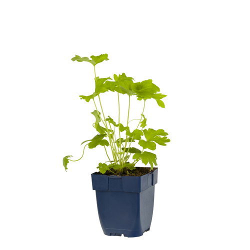 https://cdn.warentuin.nl/media/catalog/product/S/C/SCAN8712044020891_delphinium_p_black_knight_griffioen_bc9e.jpg