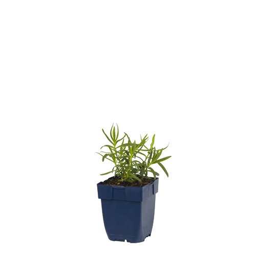 https://cdn.warentuin.nl/media/catalog/product/S/C/SCAN8712044029979_gypsophila_paniculata_griffioen_9bc1.jpg