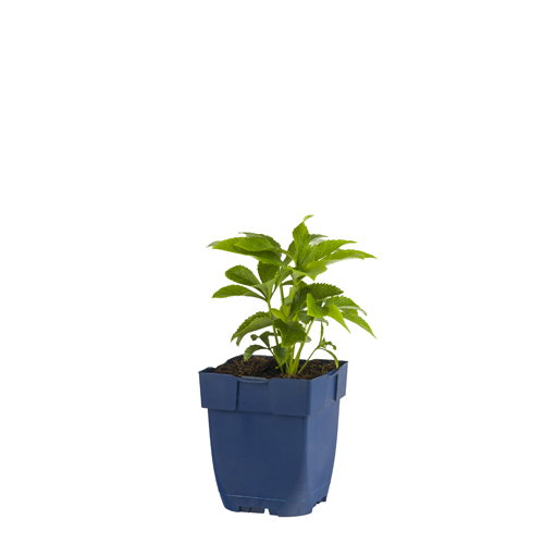 https://cdn.warentuin.nl/media/catalog/product/S/C/SCAN8712044032443_helleborus_orientalis_griffioen_e61e.JPG