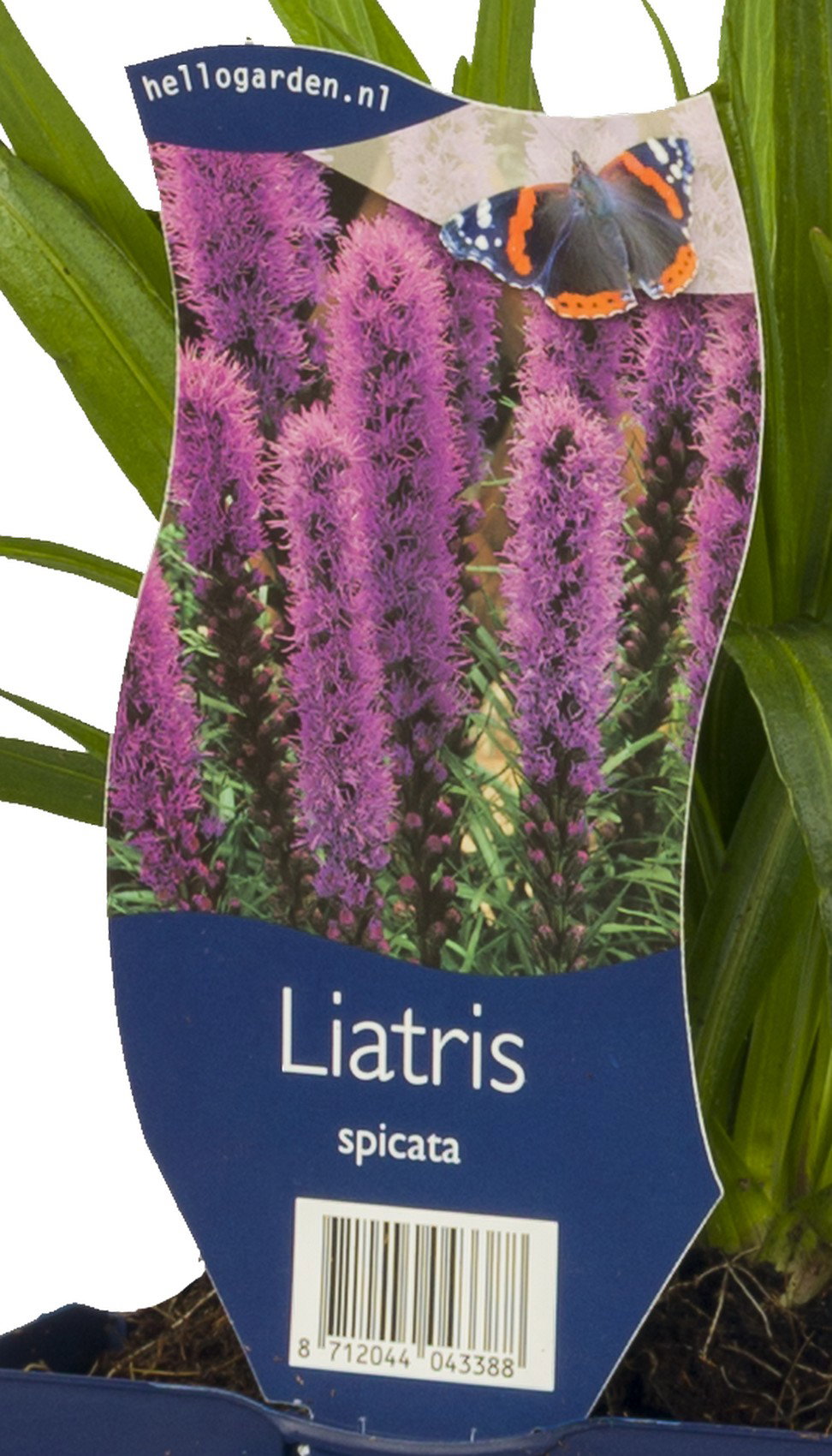 Liatris spicata vaste plant Griffioen - Griffioen