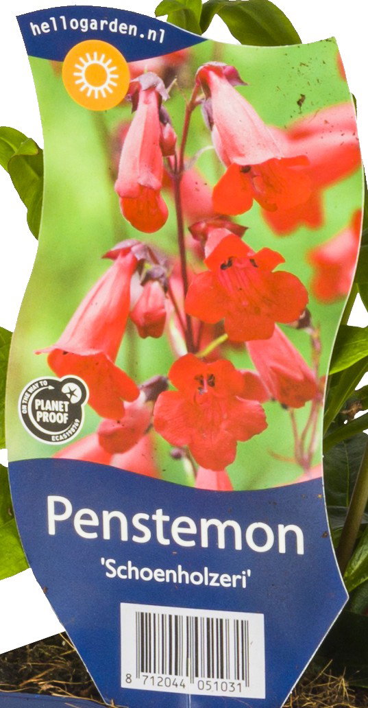 Penstemon 'Schoenholzeri' vaste plant Griffioen - Griffioen