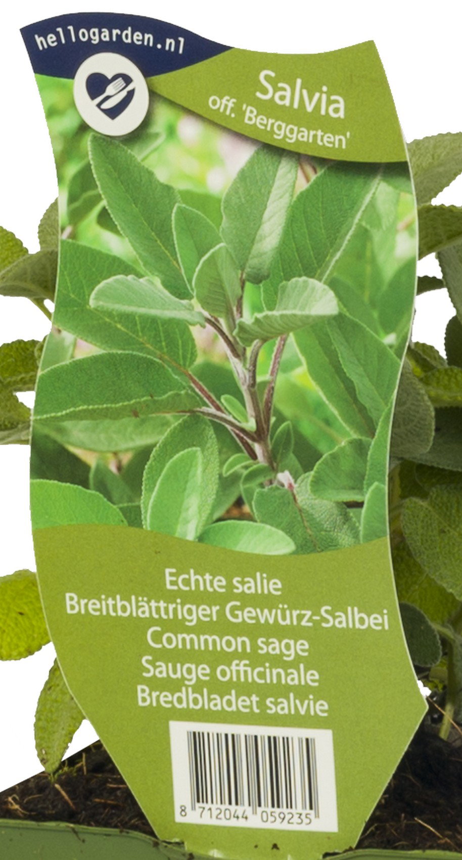 Salie kruid Salvia officinalis Berggarten Griffioen - Griffioen