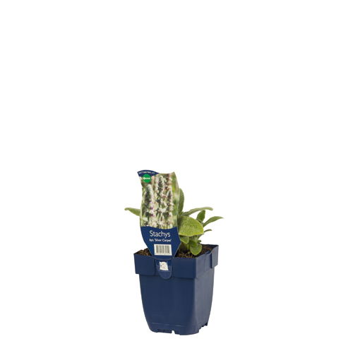https://cdn.warentuin.nl/media/catalog/product/S/C/SCAN8712044064154_01_stachys_byz_silver_carpet_griffioen_35a3.jpg