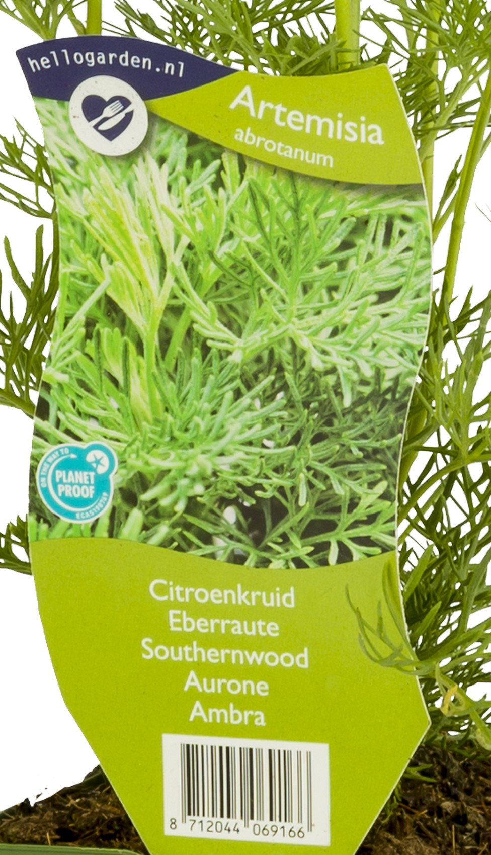 Citroenkruid Artemisia abrotanum Griffioen - Griffioen