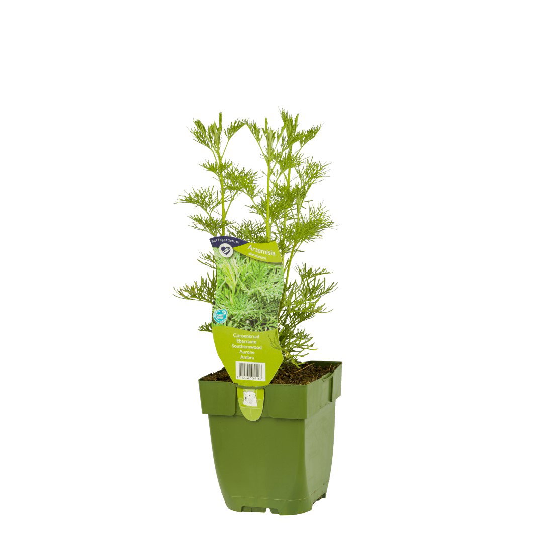 https://cdn.warentuin.nl/media/catalog/product/S/C/SCAN8712044069166_griffioen_kruiden_citroenkruid_artemisia_abrotanum_5367.jpg