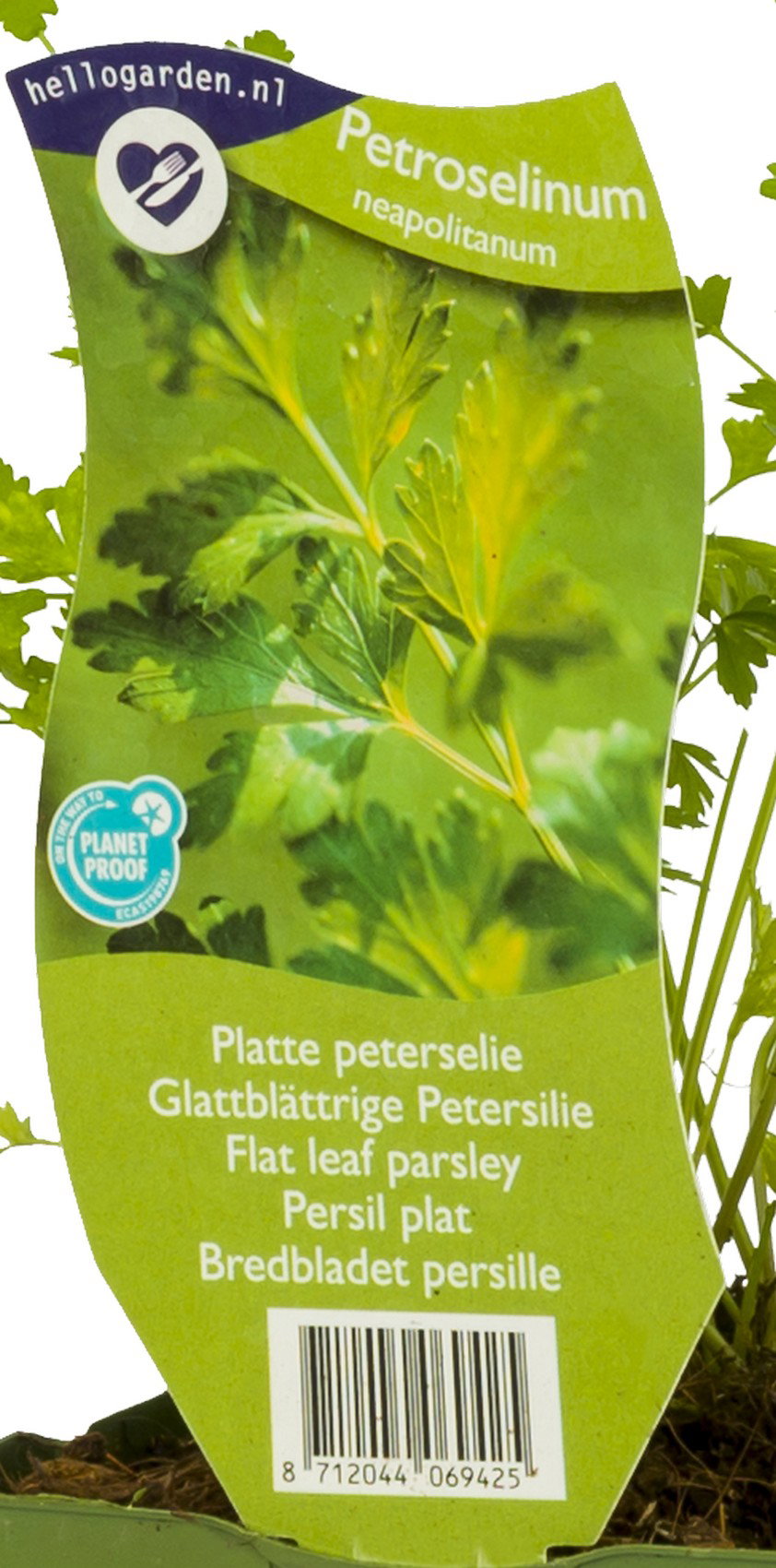 Platte peterselie kruid Petroselinum neapolitanum Griffioen - Griffioen