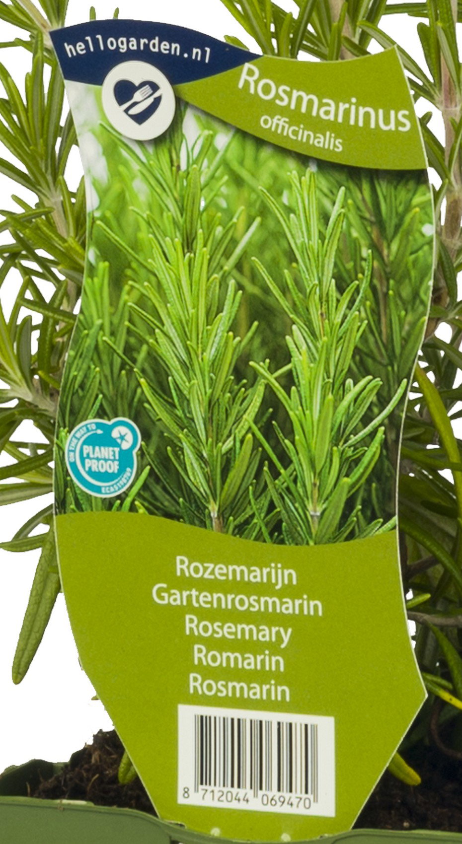 Rozemarijn kruid Rosmarinus officinalis Griffioen - Griffioen