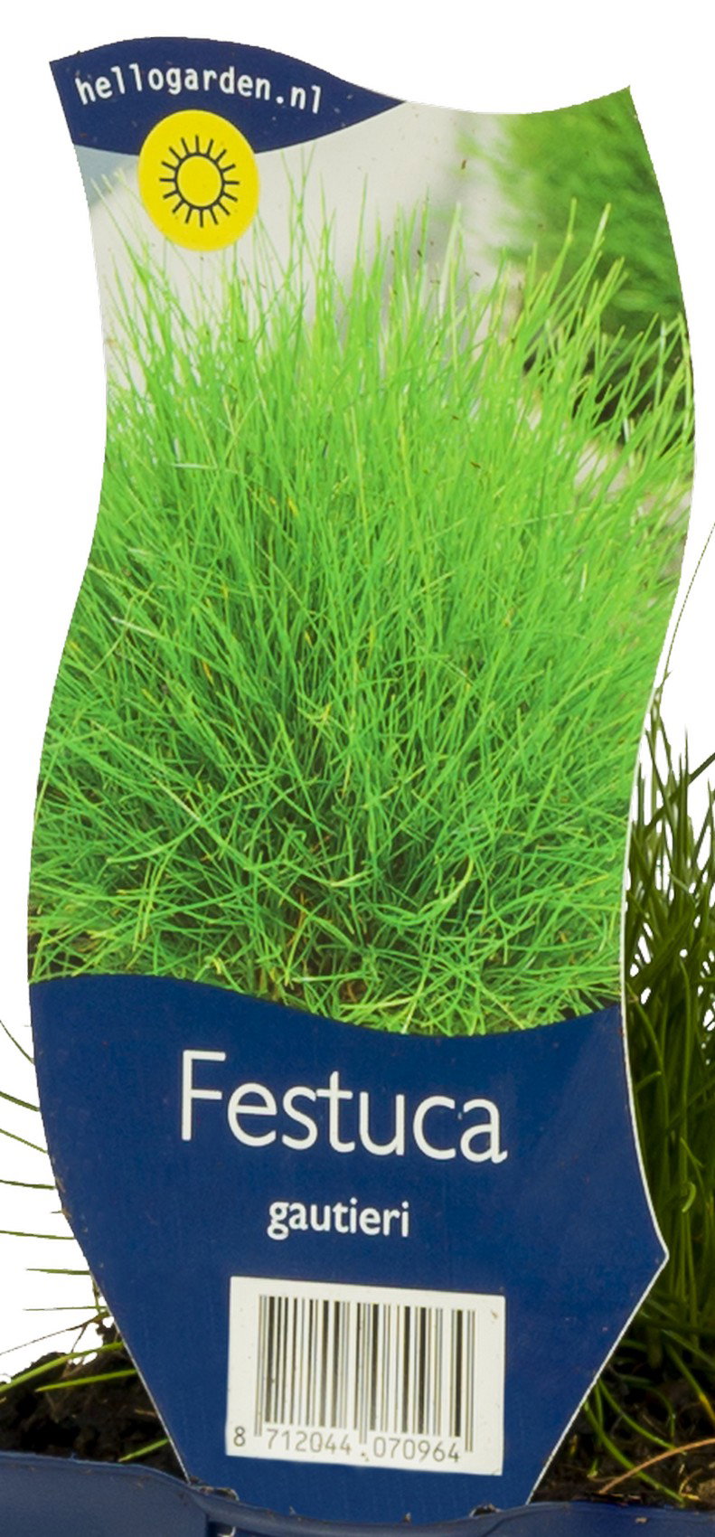 Festuca gautieri vaste plant Griffioen - Griffioen