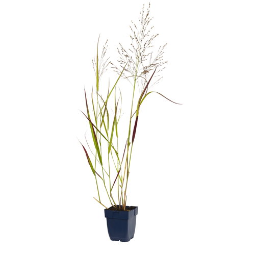 https://cdn.warentuin.nl/media/catalog/product/S/C/SCAN8712044072555_panicum_virg_rehbraun_griffioen_8632.jpg