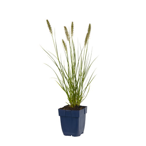 https://cdn.warentuin.nl/media/catalog/product/S/C/SCAN8712044072739_pennisetum_alop_hameln_griffioen_f87e.jpg
