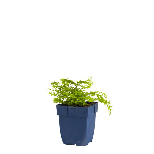 https://cdn.warentuin.nl/media/catalog/product/S/C/SCAN8712044074573_adiantum_pedatum_griffioen_138e.JPG