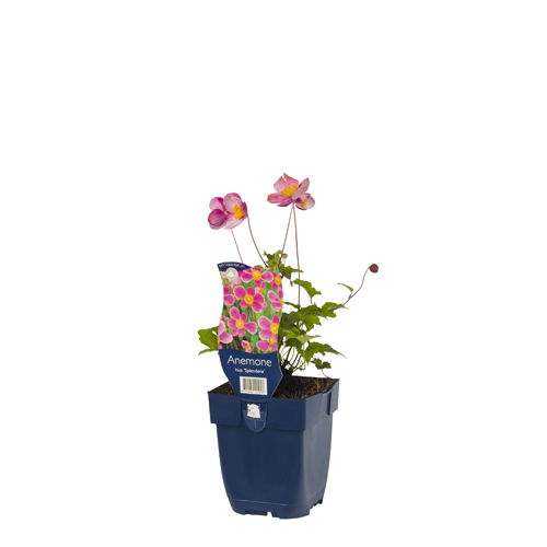 https://cdn.warentuin.nl/media/catalog/product/S/C/SCAN8712044125053_01_anemone_hup_splendens_griffioen_e9a9.jpg