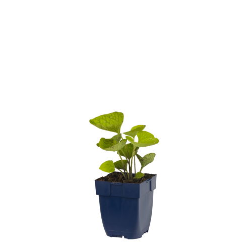 Brunnera macrophylla - Griffioen