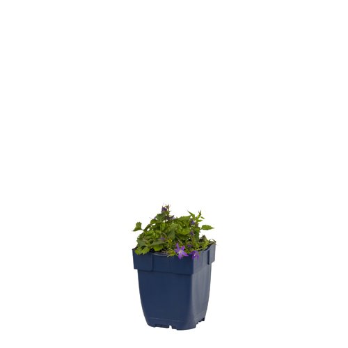 Klokjesbloem (Campanula) poscharskyana | 1 stuk | Bodembedekker | vermijd onkruid | grondbedekker | 11x11 cm Kwekerspot | Paars | 100% Bloeigarantie | QFB Gardening