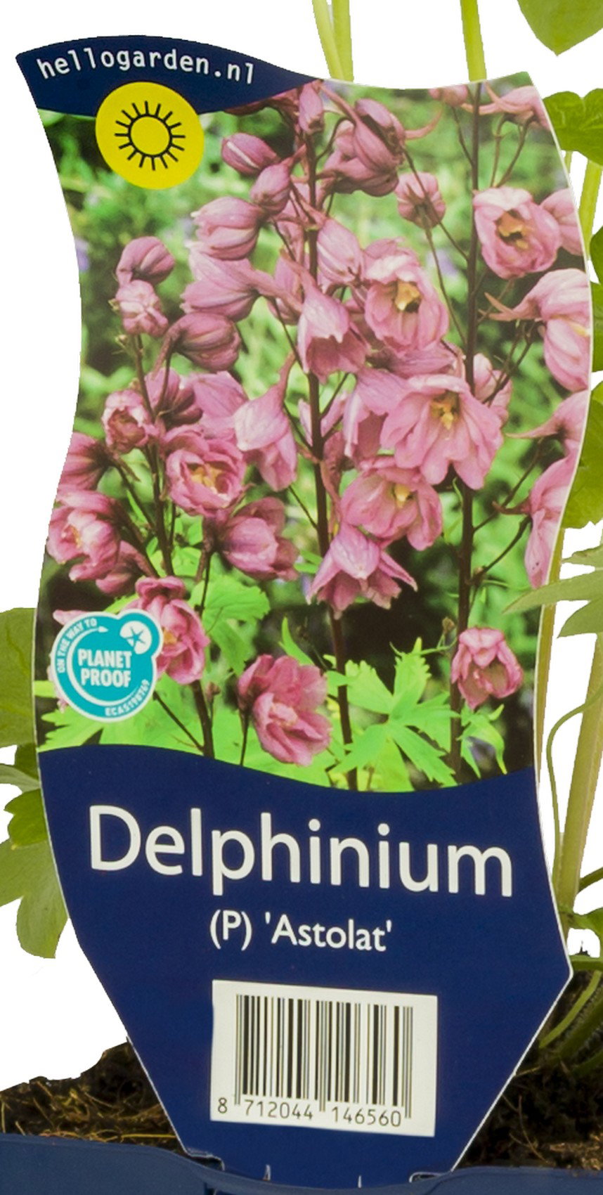 Delphinium (P) Astolat vaste plant Griffioen - Griffioen