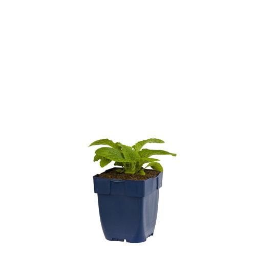 https://cdn.warentuin.nl/media/catalog/product/S/C/SCAN8712044147079_digitalis_purp_gloxiniiflora_griffioen_0b09.jpg